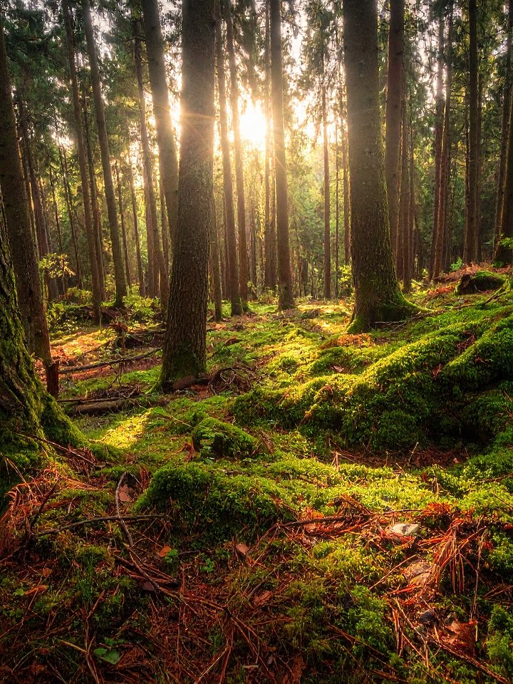 The Whispering Forest product image (1)