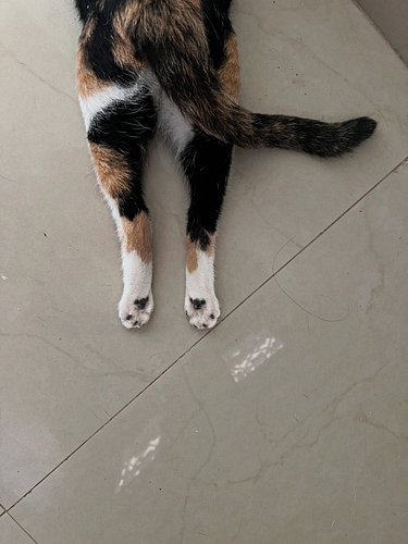 Catty’s bum to make you smile.