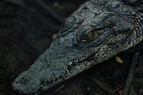 Close up of a Nile Croc youngling I got at #crocfest2025 @crocodileencounter.

☆☆
Canon Rebel T6 
50mm fixed lens
☆☆
Edits in...