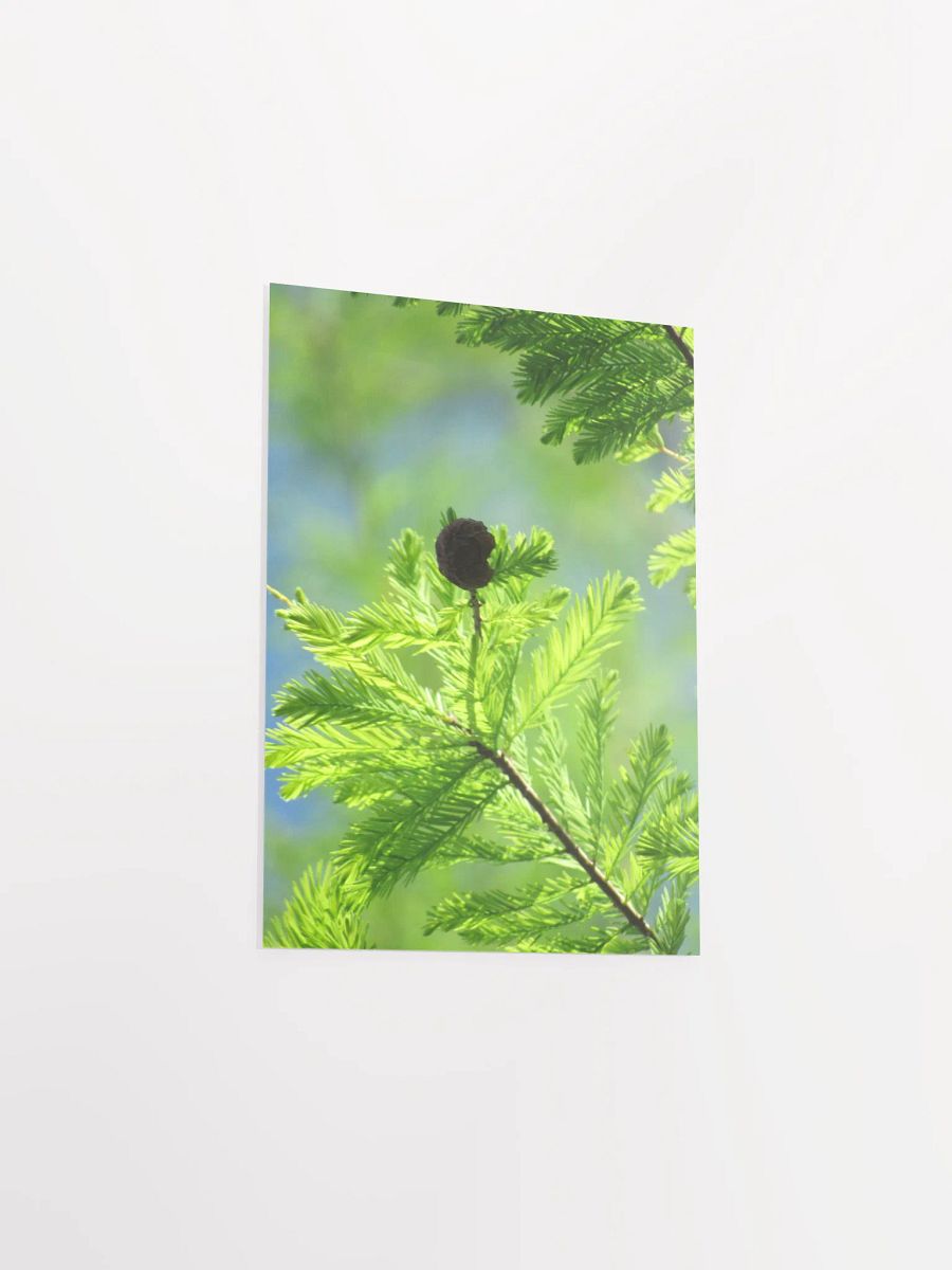 Cypress Tree product image (32)