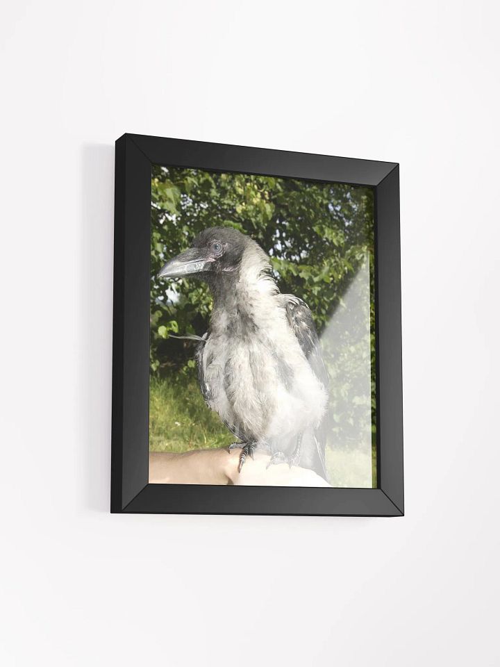A Heartfelt Tribute to Hafez: The Crow who Stole Our Hearts product image (2)