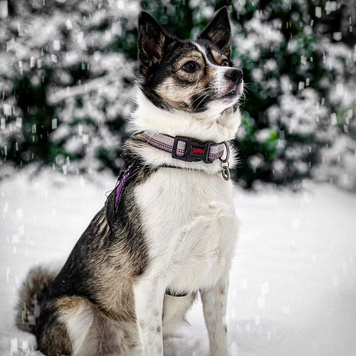 Snow dog ❄️🐕
.
#sony #a7iii #sonyvisuals #sonyuser #photography #gramslayers #pixelandlens #sonyalphapro #alphapro #uk_shoote...