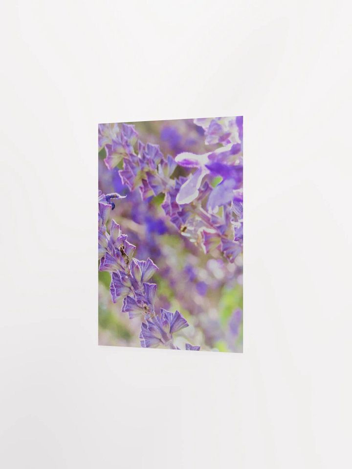 Wisteria product image (21)