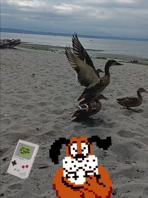 #nature #duck #duckhunt #outdoors #beach #ptsd #sunshine #seattle #secretseattle #seattlebeach #secret #secretspot #fyp #tenkaronin #xeroelements #tiktok #twitch #discord #streamer #bestof #halloffame
