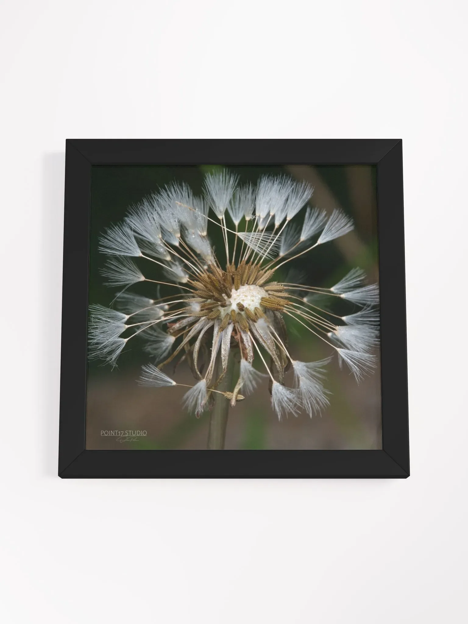 Dandelion #7 - Framed Print product image (28)