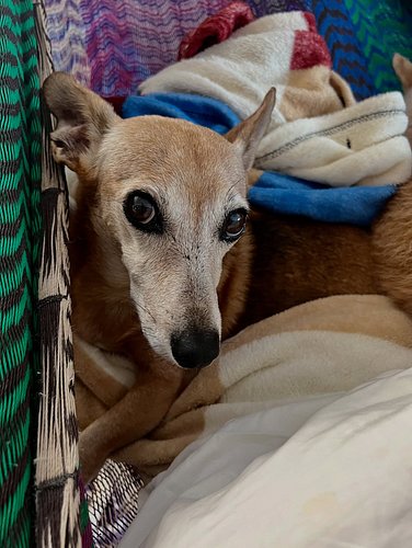 A bit rainy today so we asked dad to help us onto his hammock. Hope you are having a wonderful day. 

-Roxy and Orejas