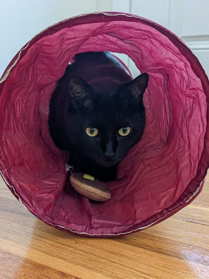Purr-fect Pancakes product image (6)