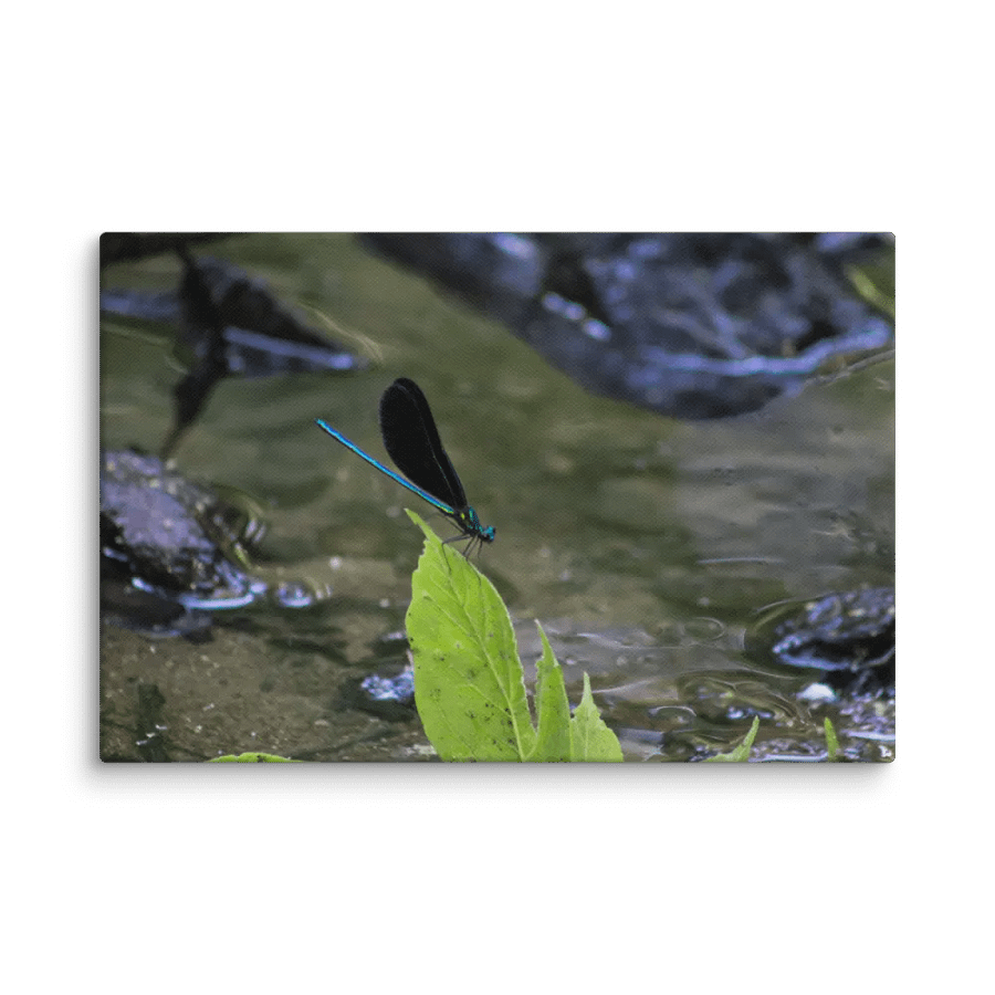 Ebony Jewelwing product image (4)