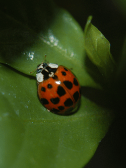Ladybug Digital Wallpaper Set product image (1)