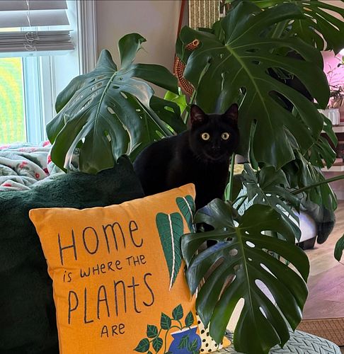 How perfect is this?! 🥹

Severus is modeling my cutie pillow from @thesucculenthippie 💚

What’s everyone doing this weekend?
...