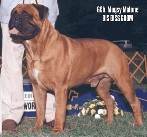 Grand Champion Mugsy Malone is grandfather to our current litter. This boy is a LEGEND! So excited to be adding this line to ...