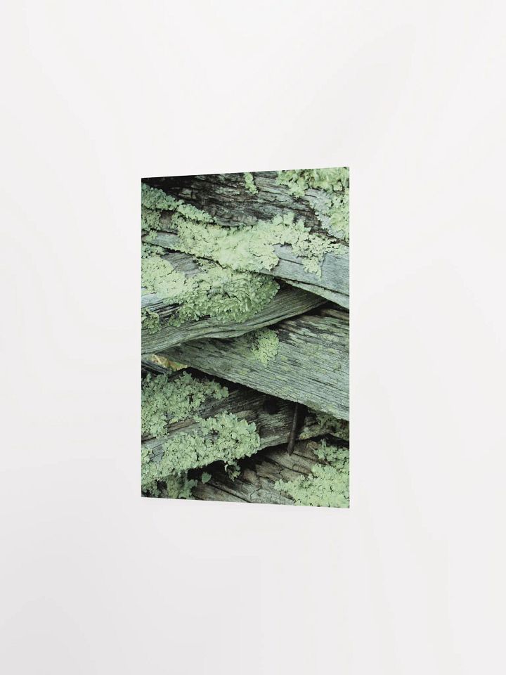 NC Moss product image (16)