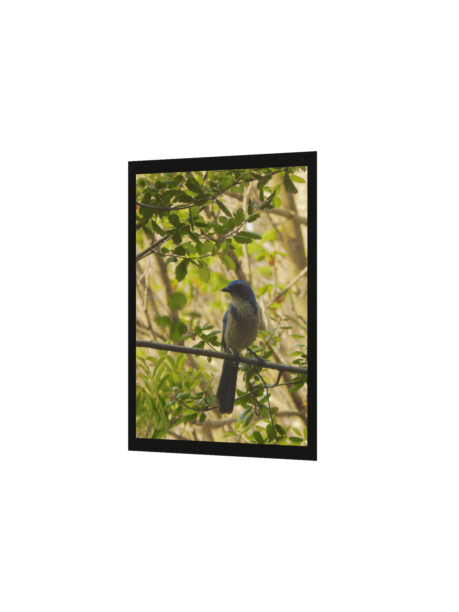 Jay product image (2)