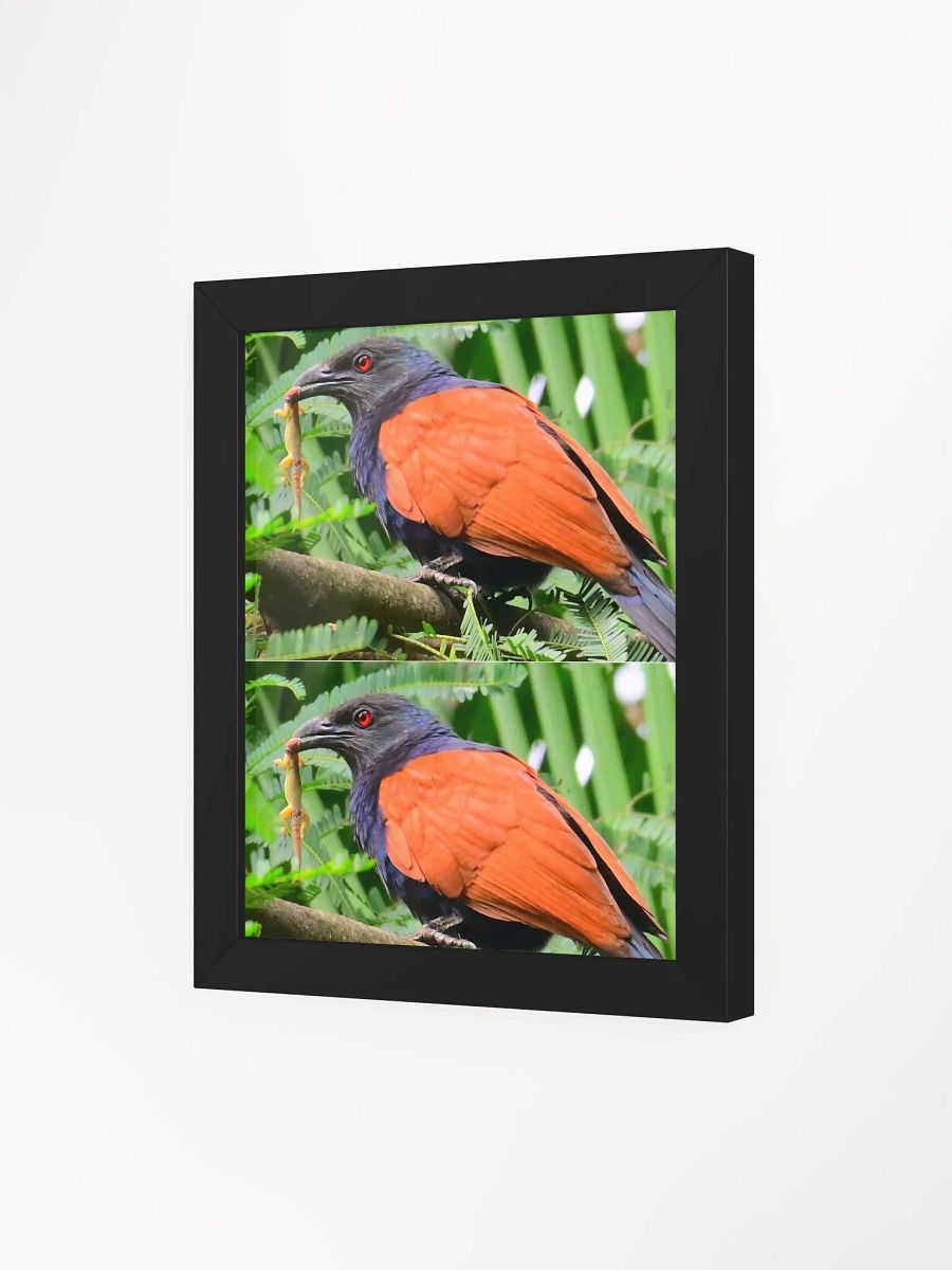 IUCAA Birds Photos product image (7)