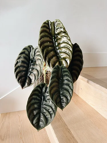 I don’t have an explanation but the word ‘goblet’ is for boys 

〰️

#alocasiacuprea