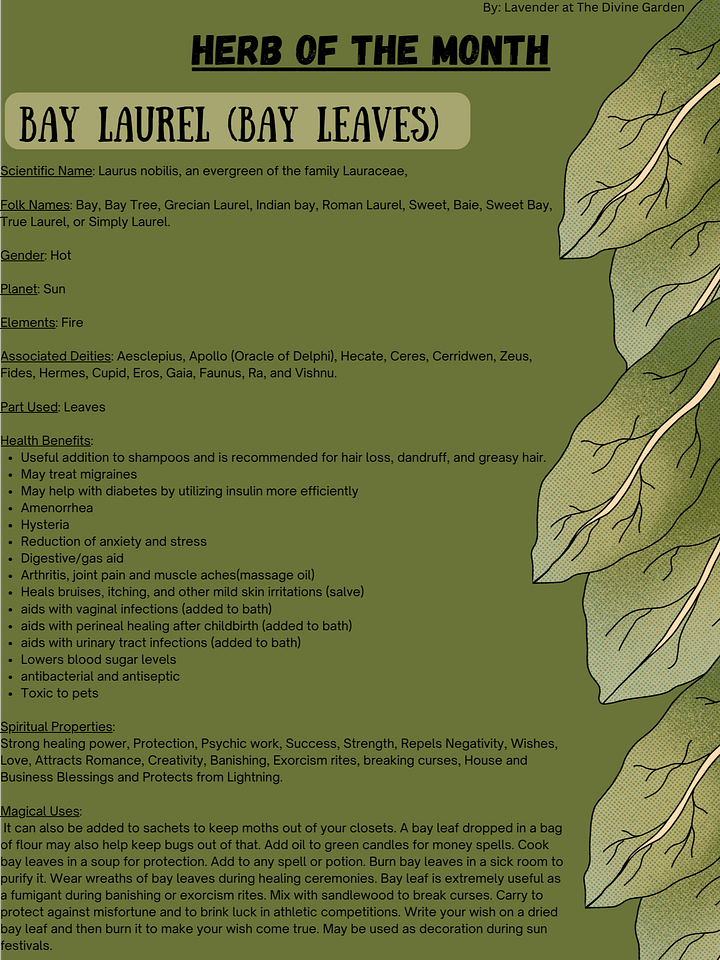 Bay Leaf product image (1)