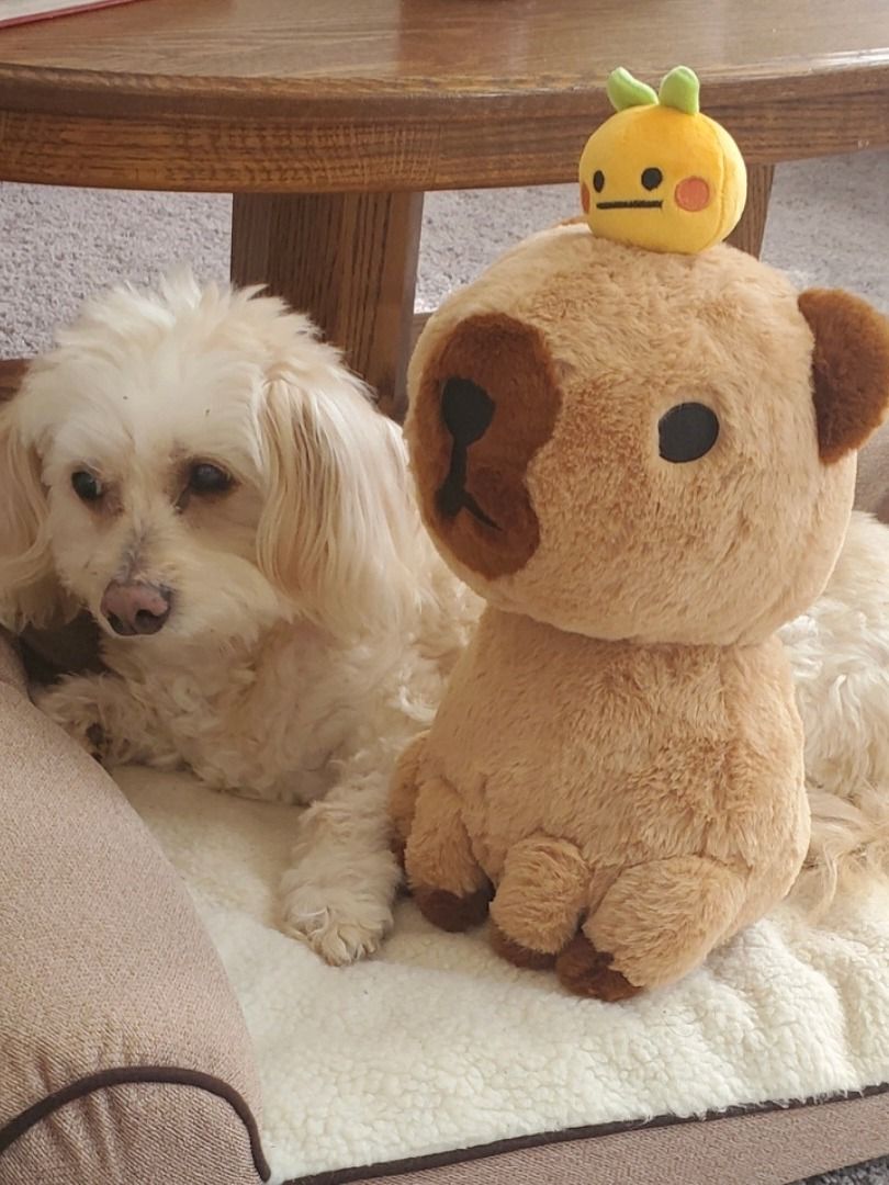 Capybara & Axolotl Plushie (PRE ORDER) product image (4)