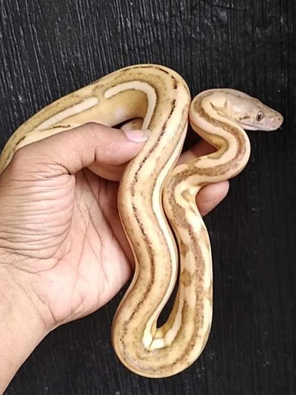 Python Phantom Tiger Platinum product image (2)