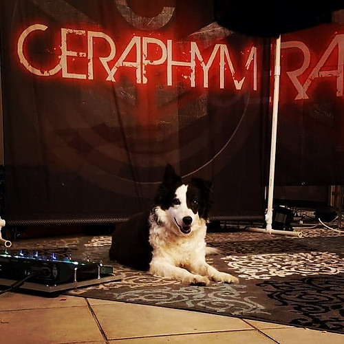 Introducing Ceraphym’s new guitarist, JoJo The Eviscerator.  She can destroy a plush toy in seconds, brutal AF, and fortunate...