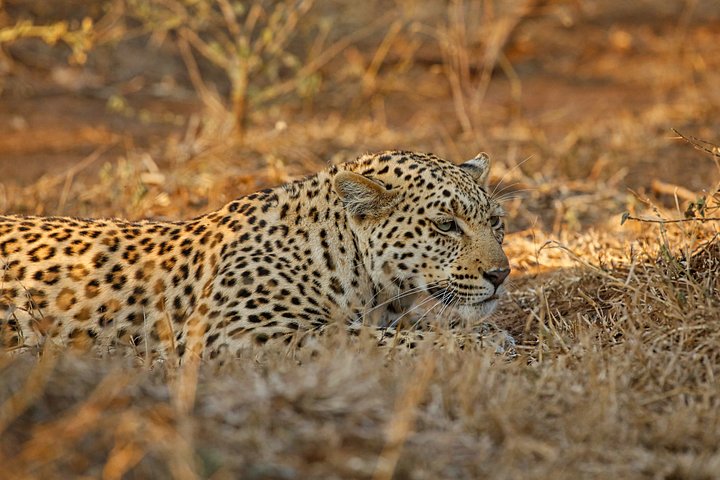 Leopard product image (1)