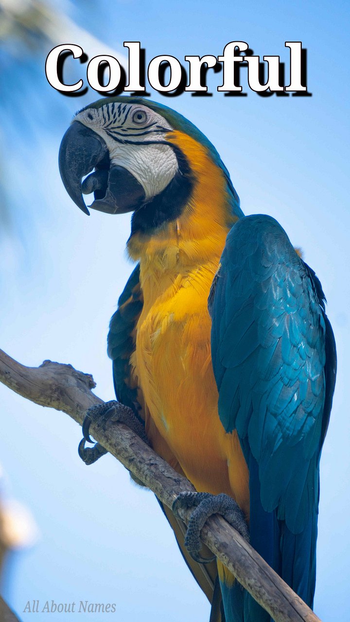 Macaw : Mobile Phone Wallpaper or Lock Screen product image (1)