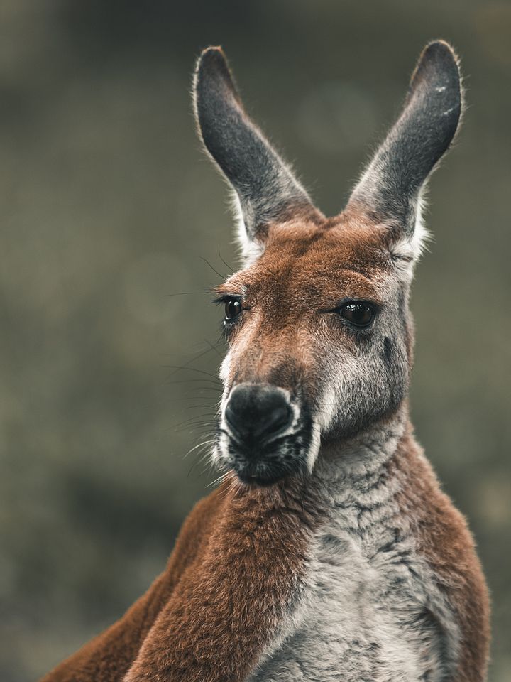 Red Kangaroo product image (1)