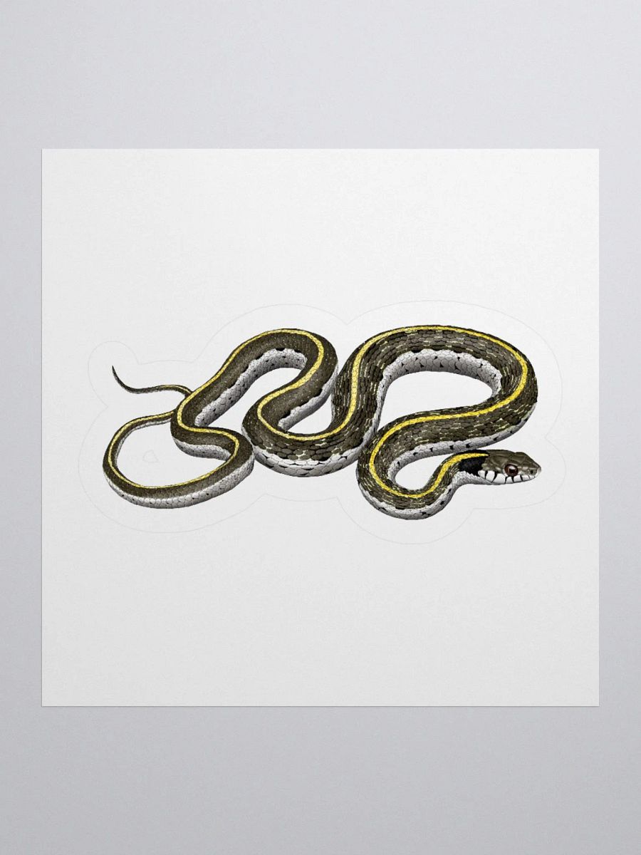 Die-Cut Sticker – Blacknecked Gartersnake product image (2)