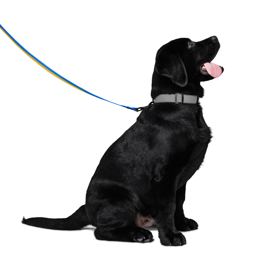 Sunset Stripes Pet Leash product image (4)