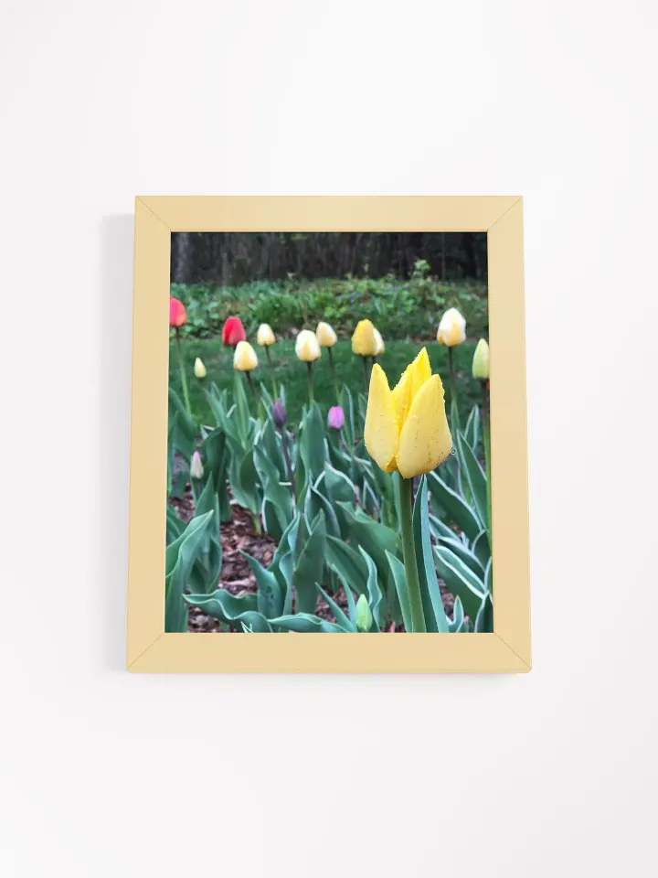 Tulips in the Rain High Quality Matte Poster product image (1)