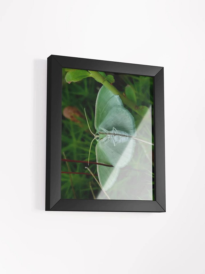 Emerald Moth (Frame) product image (12)