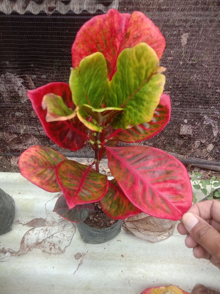 Tanaman bunga puring product image (1)