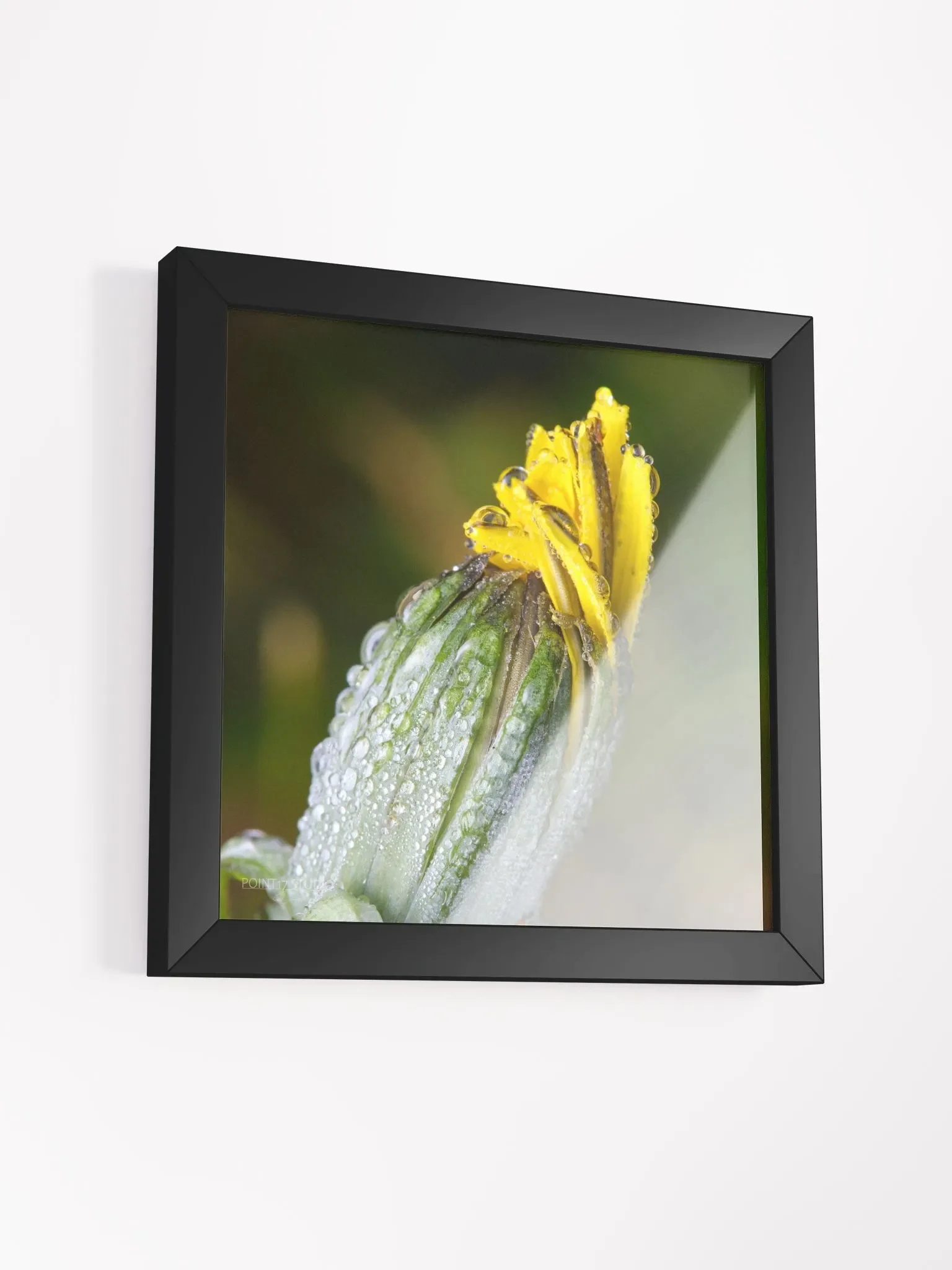 Dandelion #6 - Framed Print product image (3)