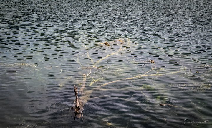Fine Art Photography – Submerged Serenity, Lac de Carcès, Var product image (1)