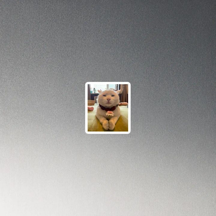 Pawsitively Adorable Cat Magnet product image (4)