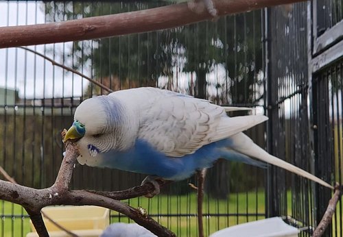 Frankie & his new stick 🐦💖 #budgiebird #budgielove #birdsofaustralia #Budgies #budgies #budgieofinstagram #birdsonearth #bird...