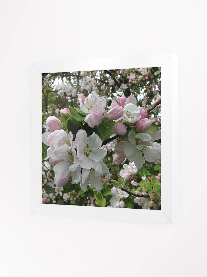 Apple Blossoms II product image (2)