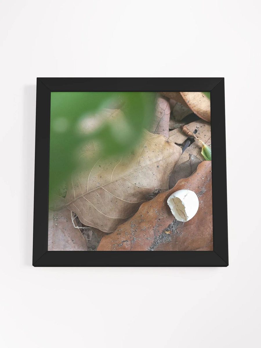 Hatched Egg framed photo product image (20)
