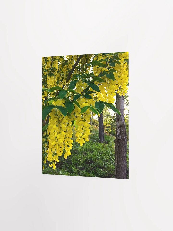 Golden Rain Flowers product image (2)