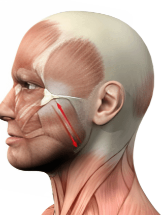 21 Massages for Ear Clogging and Sinus Stuffiness product image (1)