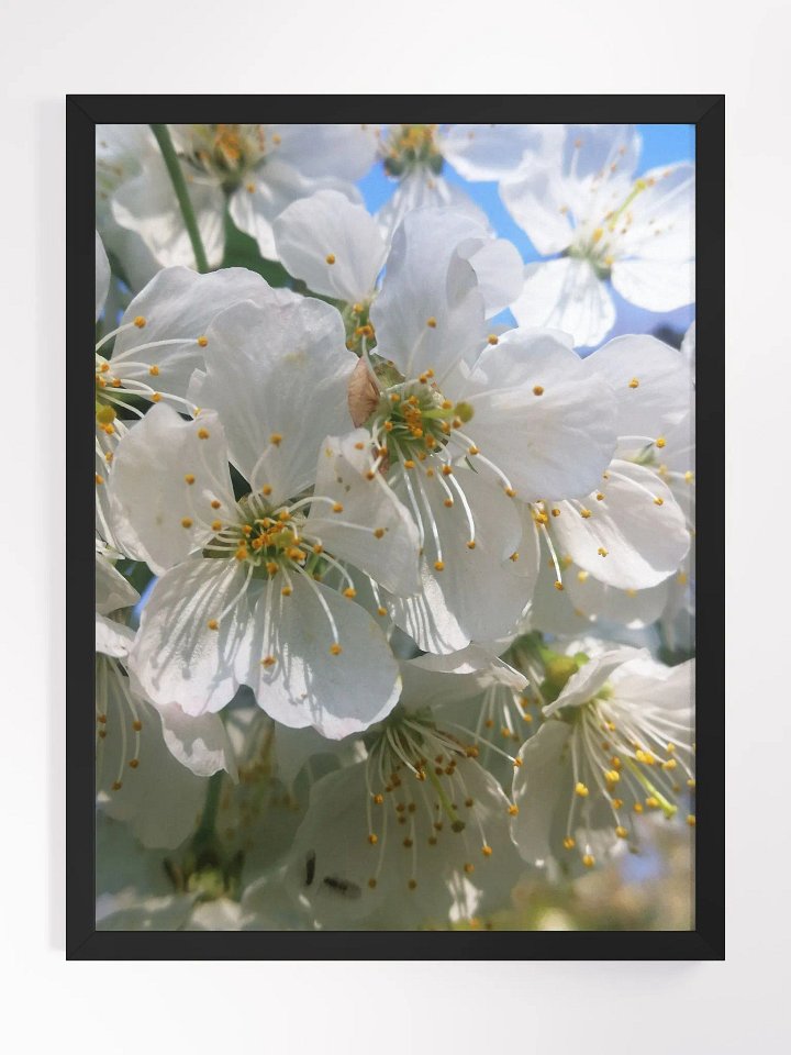 Framed White Cherry Blossoms Print, Floral Art, White Cherry Flowers Art Print, 12x16