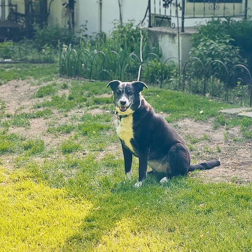 Nice friend helping me in the yard on an uncharacteristically hot day for May in Minneapolis 🐶✨
#dogsofinstagram #dogstagram ...