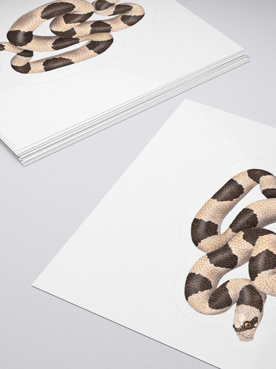 Die-Cut Sticker – Saddled Leaf-nosed Snake product image (10)
