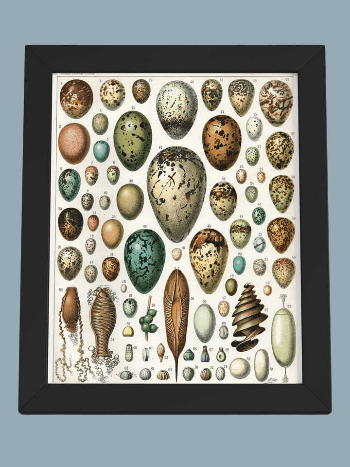 Oeufs, Nouveau Larousse Illustré 1897-1904 product image (1)