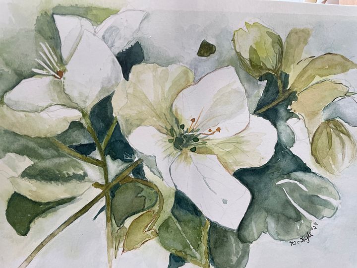 Christmas Roses (Print Only - Original Sold) product image (1)