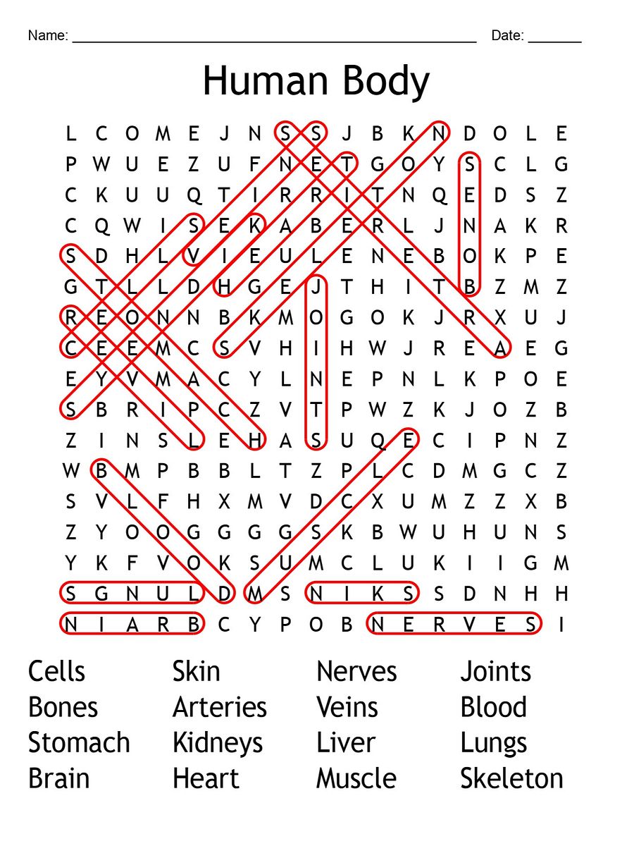 Printable Human Body Word Search – 16 Key Vocabulary Puzzle Activities! product image (2)