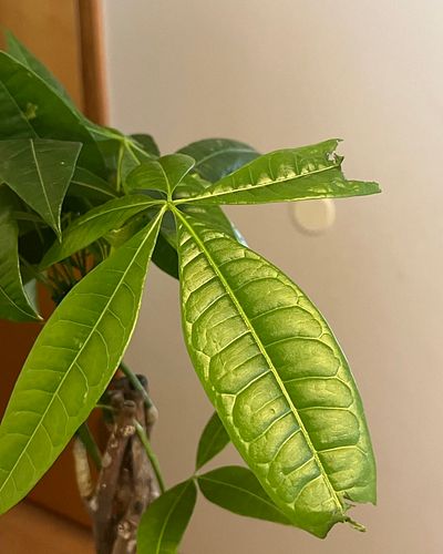 Monday Money Tree Day: Meet Bruce Lee the first plant I didn’t totally kill besides aloe!
March 2023 
🌱 
🌱 
🌱 
#moneytree #ti...