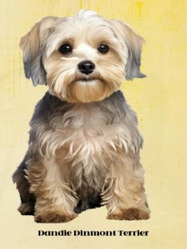 Dandie Dinmont product image (1)