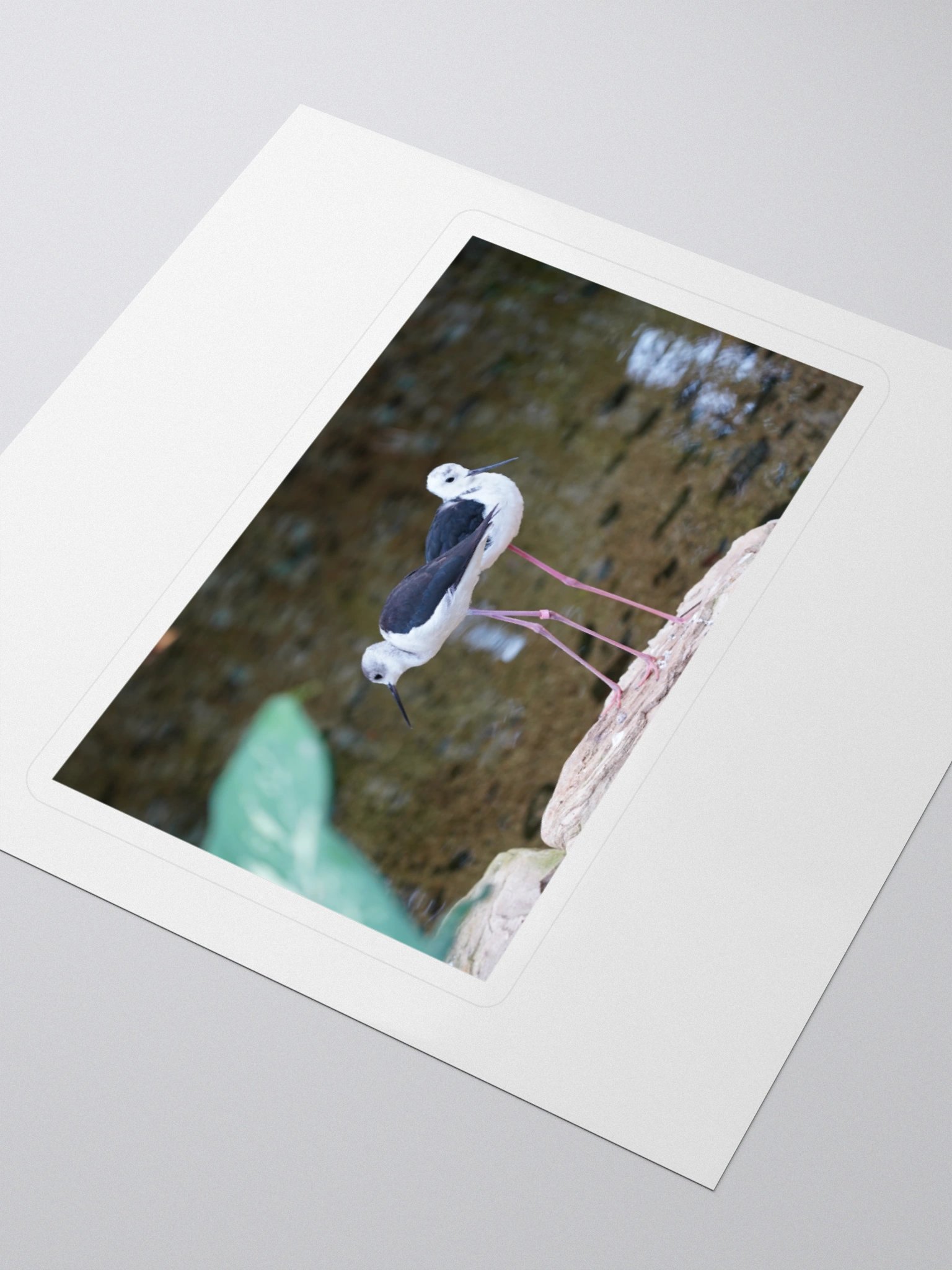 Stylish Black-Winged Stilts Stickers product image (3)