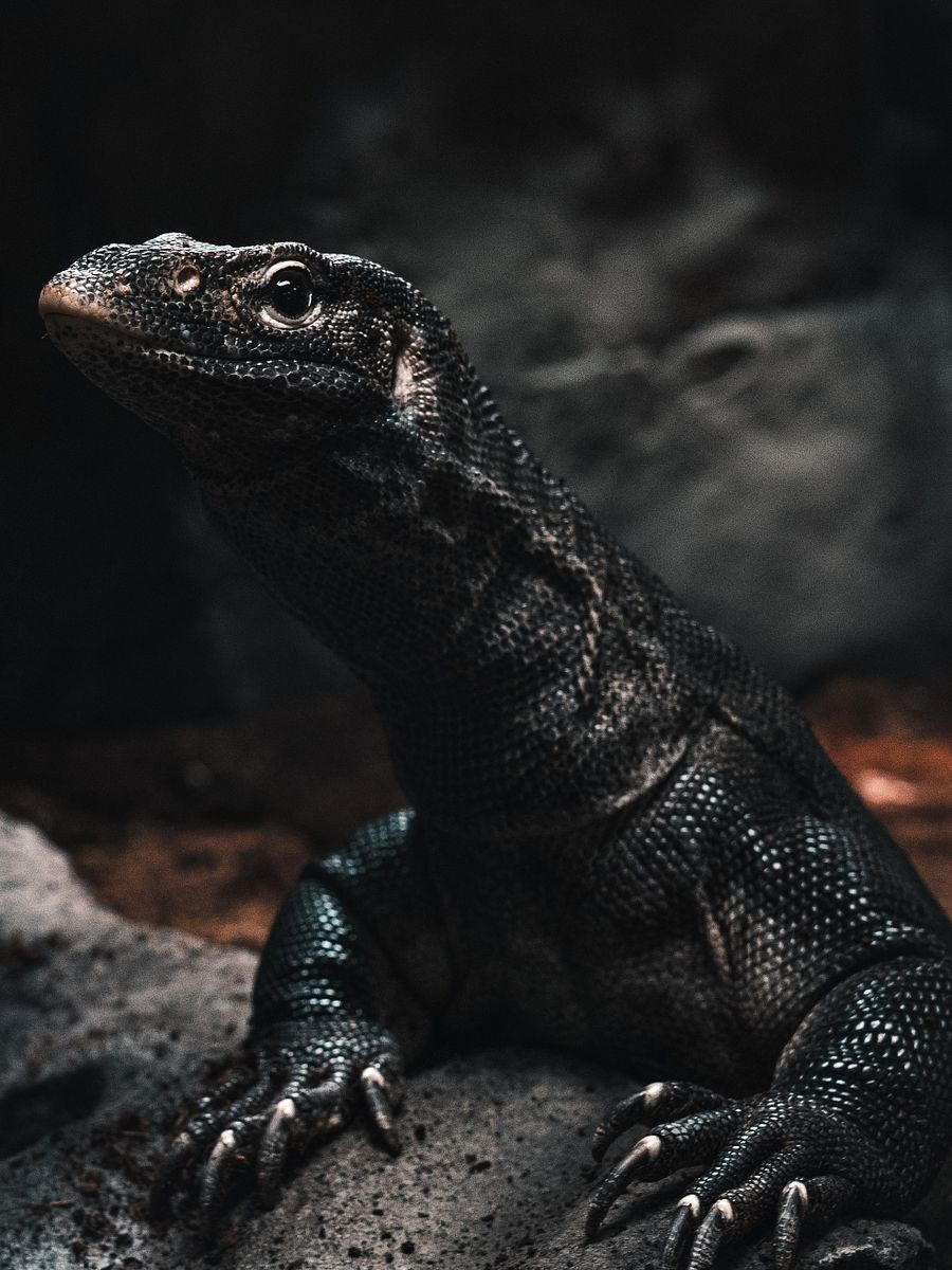 Melanistic Nile Monitor Perched product image (1)