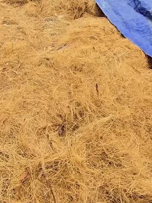 Coconut Fiber: গাছের গোড়া মজবুত রাখার প্রাকৃতিক উপায়! 🌱 🛒 ছাদবাগানের প্রোডাক্ট কিনতে ভিজিট করুন – 👉https://zurl.co/pXIjr 📍 ঠিকানা: 819/1, West Shewrapara, Mirpur, Dhaka 📞 01706176403, 01896261223 📲 WhatsApp, Telegram, Imo – 01706176403, 01896261223 💚 Siraj Tech – গাছ বড় করার প্রাকৃতিক পথ! #CoconutFiber #CoirNetting #গাছেরগোড়ারযত্ন #ছাদবাগান